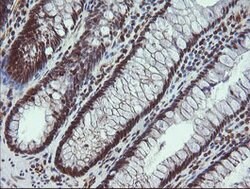 ALX4 Mouse anti-Human, Clone: OTI6B3, lyophilized, TrueMAB 100 &mu;g; Unconjugated:Antibodies,