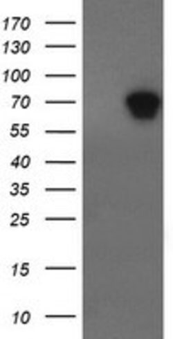 ALX4 Mouse anti-Human, Clone: OTI6B3, lyophilized, TrueMAB 100 &mu;g; Unconjugated:Antibodies,
