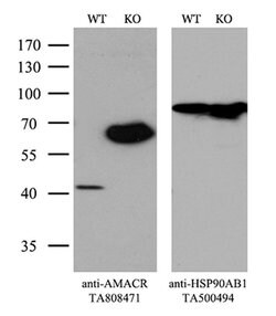AMACR Monoclonal Antibody (OTI3H10), TrueMAB , OriGene 30 &mu;L; Unconjugated:Antibodies,