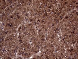 AMDHD1 Mouse anti-Human, Clone: OTI4C1, lyophilized, TrueMAB 100 &mu;g;