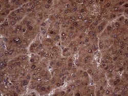 AMDHD1 Monoclonal Antibody (OTI4C1), TrueMAB , OriGene 100 &mu;L; Unconjugated:Antibodies,