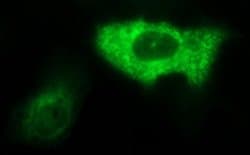 AMOT Mouse anti-Human, Clone: OTI1A8, lyophilized, TrueMAB 100 &mu;g; Unconjugated:Antibodies,