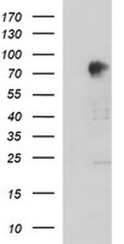 AMOT Monoclonal Antibody (OTI1F11), TrueMAB , OriGene 100 &mu;L; Unconjugated:Antibodies,