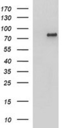 AMOT Mouse anti-Human, Clone: OTI1A8, lyophilized, TrueMAB 100 &mu;g; Unconjugated:Antibodies,