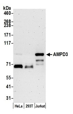AMPD3 Polyclonal Antibody, Bethyl Laboratories:Antibodies:Primary Antibodies