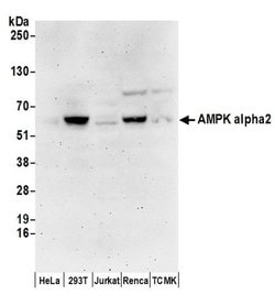 AMPK alpha 2 Rabbit anti-Human, Mouse, Polyclonal, Bethyl Laboratories