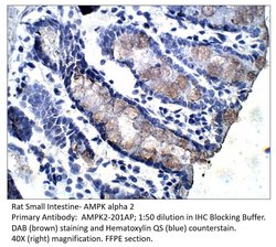 AMPK alpha 2 Rabbit anti-Human, Mouse, Rat, Polyclonal, FabGennix 200 μL;