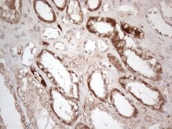 AMT Monoclonal Antibody (OTI6F4), TrueMAB , OriGene 100 &mu;L; Unconjugated:Antibodies,