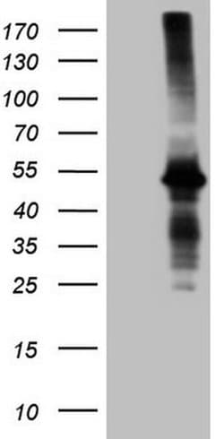 AMT Monoclonal Antibody (OTI6F4), TrueMAB , OriGene 100 &mu;L; Unconjugated:Antibodies,