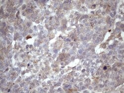 AMTN Mouse anti-Human, Clone: OTI2G5, lyophilized, TrueMAB 100 &mu;g; Unconjugated:Antibodies,
