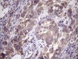 AMTN Mouse anti-Human, Clone: OTI2G5, lyophilized, TrueMAB 100 &mu;g; Unconjugated:Antibodies,