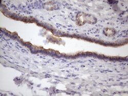 AMTN Mouse anti-Human, Clone: OTI2D9, lyophilized, TrueMAB 100 &mu;g; Unconjugated:Antibodies,