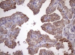 AMTN Mouse anti-Human, Clone: OTI2D9, lyophilized, TrueMAB 100 &mu;g; Unconjugated:Antibodies,