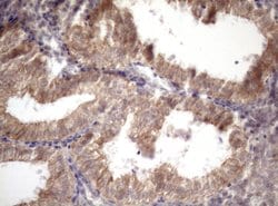 AMTN Mouse anti-Human, Clone: OTI2D9, lyophilized, TrueMAB 100 &mu;g; Unconjugated:Antibodies,