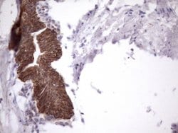 AMTN Mouse anti-Human, Clone: OTI2D9, lyophilized, TrueMAB 100 &mu;g; Unconjugated:Antibodies,