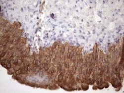 AMTN Mouse anti-Human, Clone: OTI2D9, lyophilized, TrueMAB 100 &mu;g; Unconjugated:Antibodies,