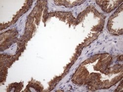 AMTN Monoclonal Antibody (OTI2D9), TrueMAB , OriGene 100 &mu;L; Unconjugated:Antibodies,