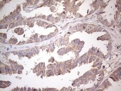 AMTN Mouse anti-Human, Clone: OTI1D6, lyophilized, TrueMAB 100 &mu;g; Unconjugated:Antibodies,