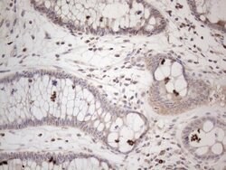 AMTN Mouse anti-Human, Clone: OTI1D6, lyophilized, TrueMAB 100 &mu;g; Unconjugated:Antibodies,