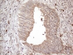 AMTN Mouse anti-Human, Clone: OTI1D6, lyophilized, TrueMAB 100 &mu;g; Unconjugated:Antibodies,