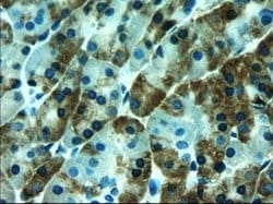 AMY2A Mouse anti-Human, Clone: OTI6D4, lyophilized, TrueMAB 100 &mu;g;