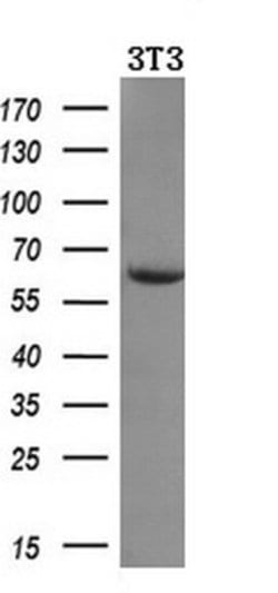 AMY2A Mouse anti-Human, Clone: OTI6D4, lyophilized, TrueMAB 100 &mu;g;
