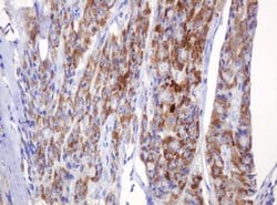 AMY2B Monoclonal Antibody (OTI4B5), TrueMAB , OriGene 100 &mu;L; Unconjugated:Antibodies,