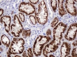 AMY2B Monoclonal Antibody (OTI4B5), TrueMAB , OriGene 100 &mu;L; Unconjugated:Antibodies,