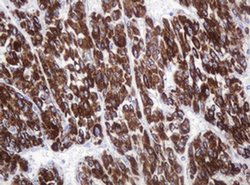 AMY2B Monoclonal Antibody (OTI4B5), TrueMAB , OriGene 100 &mu;L; Unconjugated:Antibodies,