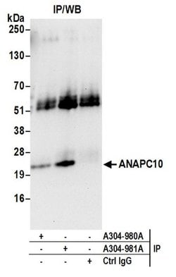 ANAPC10/APC10 Rabbit anti-Human, Mouse, Polyclonal, Bethyl Laboratories