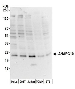 ANAPC10/APC10 Rabbit anti-Human, Mouse, Polyclonal, Bethyl Laboratories