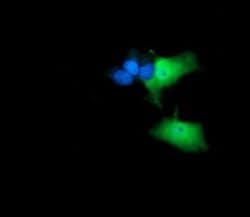 ANAPC11 Monoclonal Antibody (OTI1A8), TrueMAB , OriGene 100 &mu;L; Unconjugated:Antibodies,