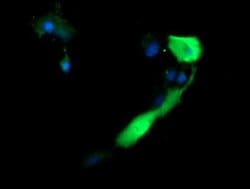 ANAPC11 Monoclonal Antibody (OTI1B5), TrueMAB , OriGene 100 &mu;L; Unconjugated:Antibodies,