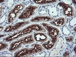ANAPC11 Monoclonal Antibody (OTI1A8), TrueMAB , OriGene 100 &mu;L; Unconjugated:Antibodies,