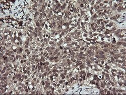 ANAPC11 Monoclonal Antibody (OTI1F2), TrueMAB , OriGene 100 &mu;L; Unconjugated:Antibodies,