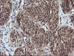 ANAPC11 Monoclonal Antibody (OTI1F2), TrueMAB , OriGene 100 &mu;L; Unconjugated:Antibodies,