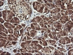 ANAPC11 Monoclonal Antibody (OTI1F2), TrueMAB , OriGene 100 &mu;L; Unconjugated:Antibodies,