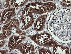 ANAPC11 Monoclonal Antibody (OTI1F2), TrueMAB , OriGene:Antibodies:Primary