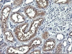 ANAPC11 Mouse anti-Human, Clone: OTI1B11, lyophilized, TrueMAB 100 &mu;g;