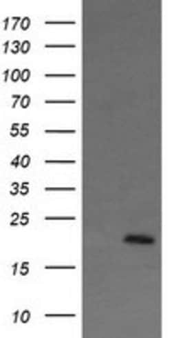 ANAPC11 Mouse anti-Human, Clone: OTI1F2, lyophilized, TrueMAB 100 &mu;g;