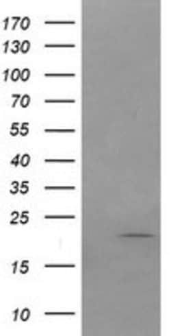 ANAPC11 Mouse anti-Human, Clone: OTI1B11, lyophilized, TrueMAB 100 &mu;g;