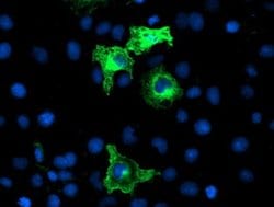 ANAPC2 Monoclonal Antibody (OTI1B12), TrueMAB , OriGene 30 &mu;L; Unconjugated:Antibodies,