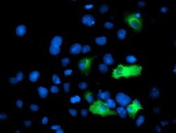 ANAPC2 Monoclonal Antibody (OTI2A1), TrueMAB , OriGene 30 &mu;L; Unconjugated:Antibodies,