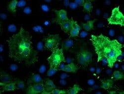 ANAPC2 Monoclonal Antibody (OTI1B11), TrueMAB , OriGene 100 &mu;L; Unconjugated:Antibodies,