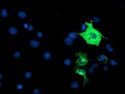 ANAPC2 Mouse anti-Human, Mouse, Rat, Clone: OTI1H8, lyophilized, TrueMAB
