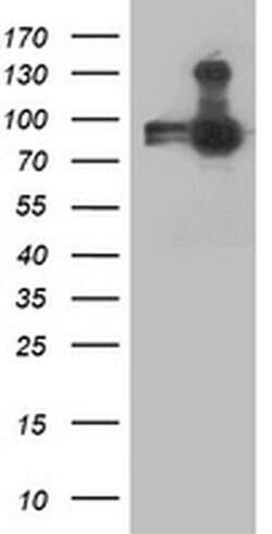ANAPC2 Monoclonal Antibody (OTI1B12), TrueMAB , OriGene 30 &mu;L; Unconjugated:Antibodies,