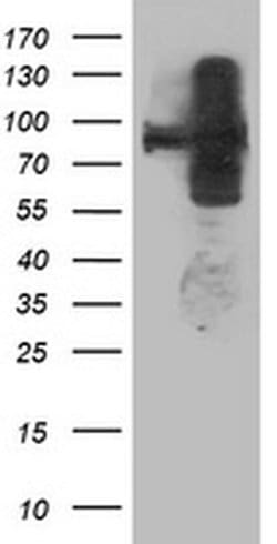 ANAPC2 Monoclonal Antibody (OTI1B11), TrueMAB , OriGene 100 &mu;L; Unconjugated:Antibodies,