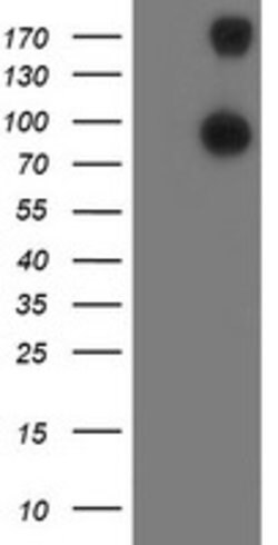 ANAPC2 Mouse anti-Human, Mouse, Rat, Clone: OTI1H8, lyophilized, TrueMAB