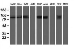 ANAPC2 Monoclonal Antibody (OTI1A6), TrueMAB , OriGene 100 &mu;L; Unconjugated:Antibodies,