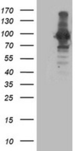 ANAPC2 Mouse anti-Human, Clone: OTI3E1, lyophilized, TrueMAB 100 &mu;g;